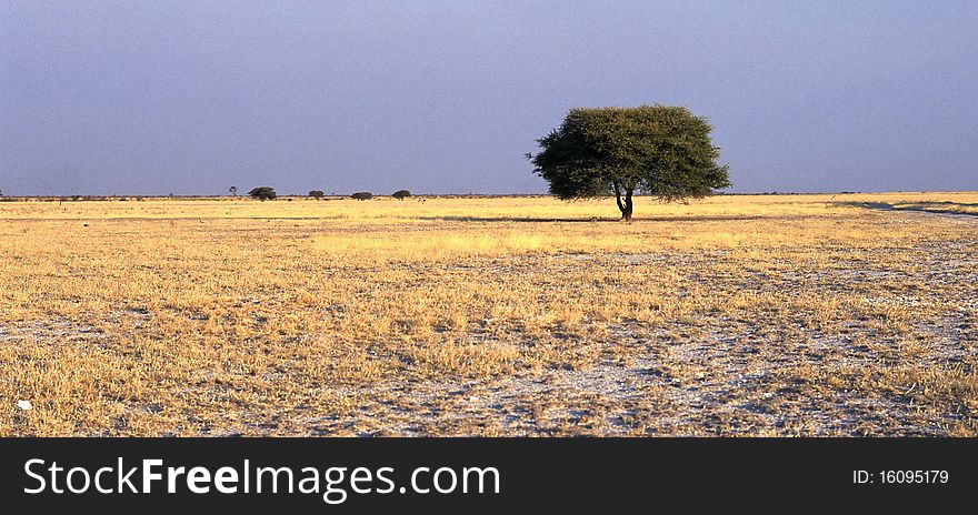In the north part of kalahari is easy to see large grass land with alone tree.