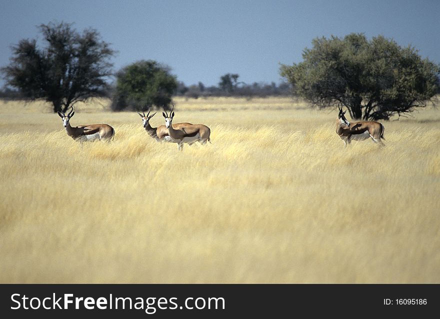 This typical herbivorous named springbok live in southern Africa and is the only gazelle of this region. This typical herbivorous named springbok live in southern Africa and is the only gazelle of this region.