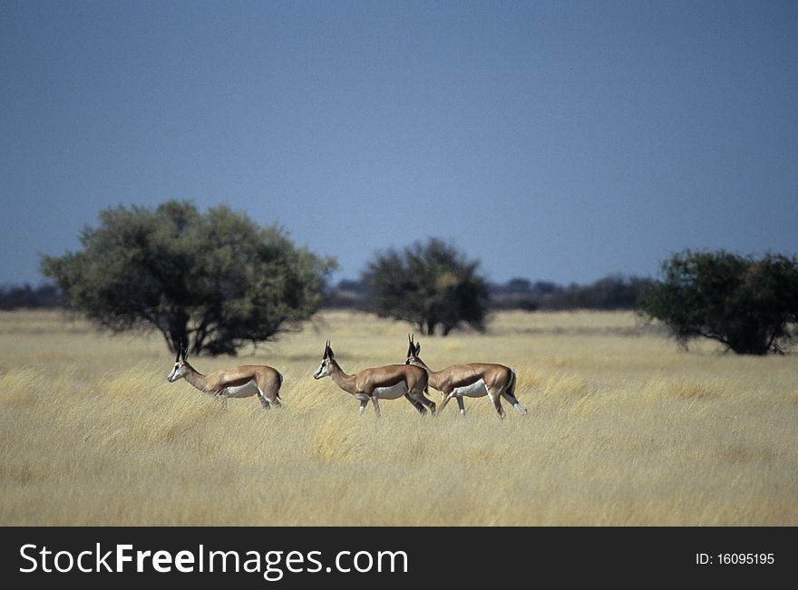 This typical herbivorous named springbok live in southern Africa and is the only gazelle of this region. This typical herbivorous named springbok live in southern Africa and is the only gazelle of this region.