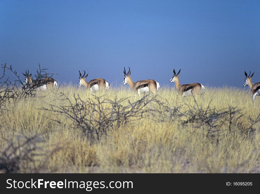 This typical herbivorous named springbok live in southern Africa and is the only gazelle of this region. This typical herbivorous named springbok live in southern Africa and is the only gazelle of this region.