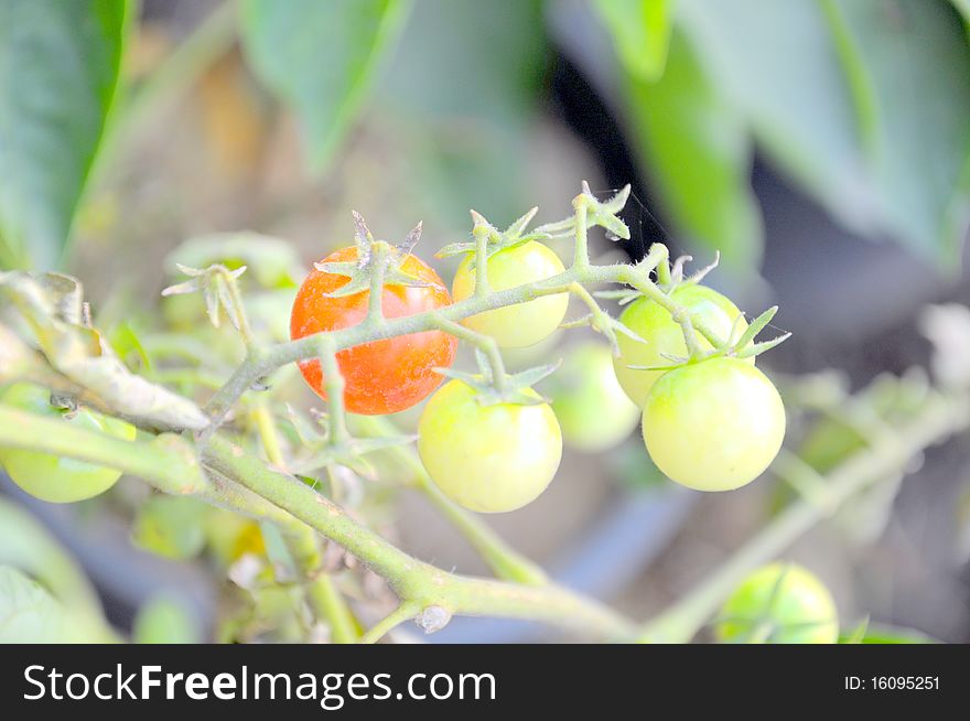 Red and unripe tomatoes in garden