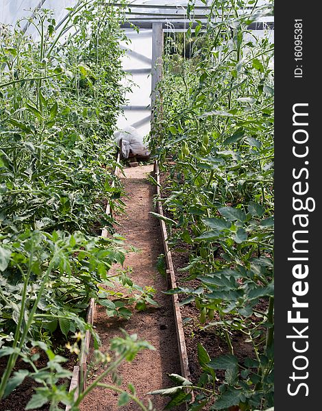 Tomato Plants In Greenhouse