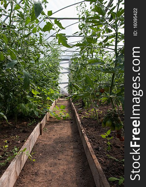 Tomato Plants In Greenhouse