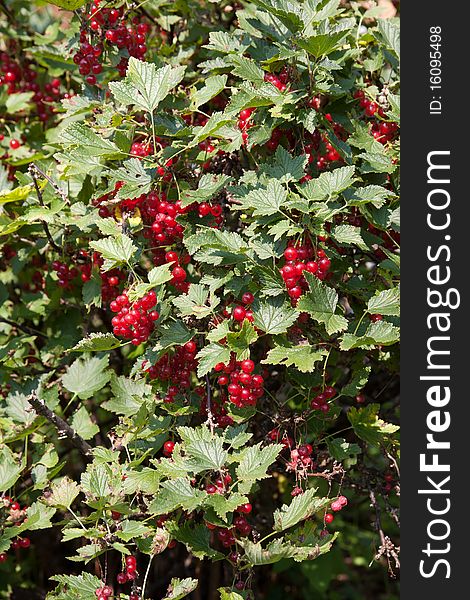 Red Currant Bush