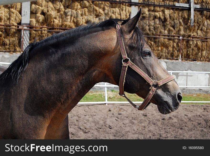 Black horse and its feed (on background).