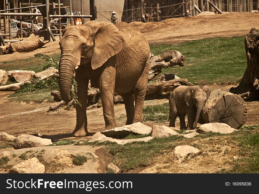 Mother and Baby Elephants taking a stroll