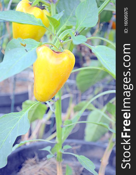 Yellow peppers growing in a garden