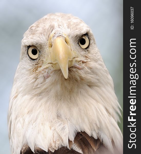 Closeup portrait of a bald eagle (Haliaeetus leucocephalus)