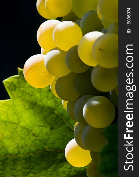 Grapevine and green leaf isolated
