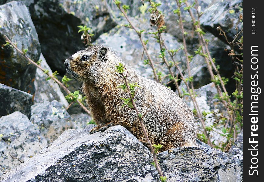 Marmot at sheep eaters cliff, Yellowstone National Park