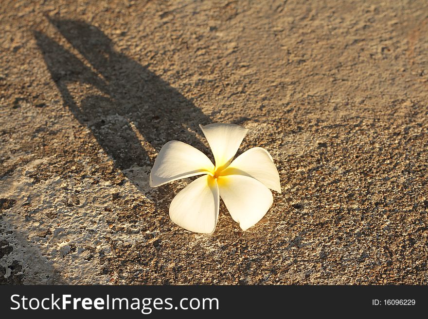 Glorious frangipani or plumeria flowers