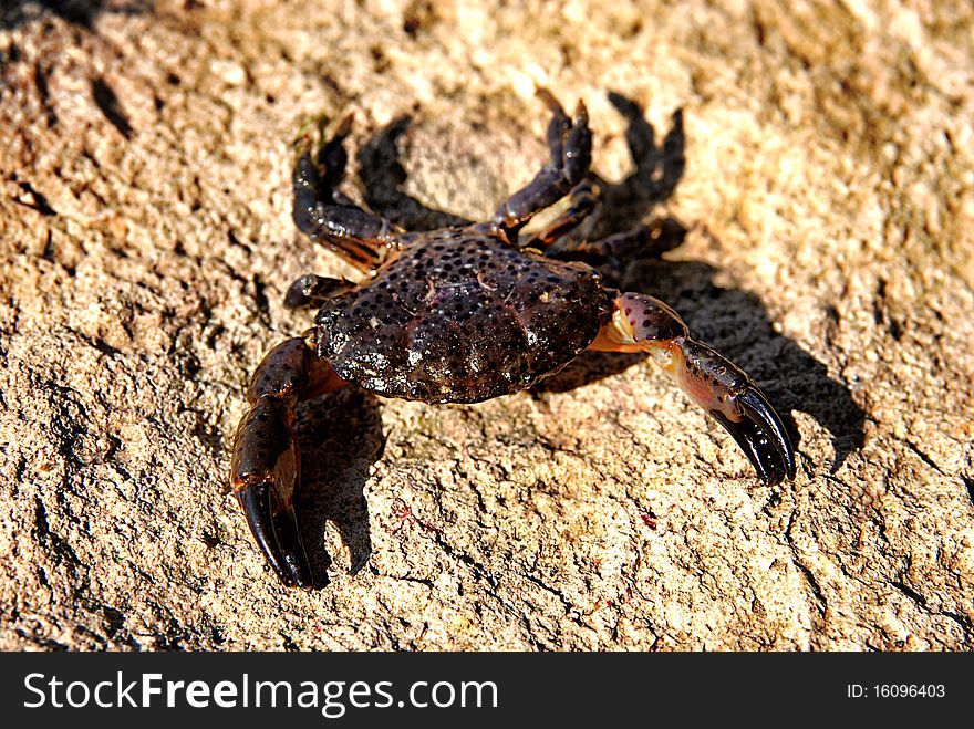 Crab crawling on the rocky seashore