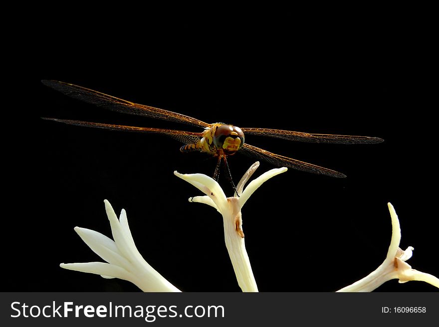 A close up shot of a dragonfly against black background to enhance its details and lighting on the wing