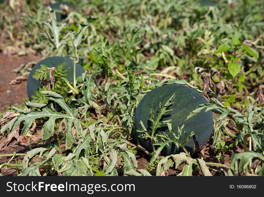Organically grown watermelon in the garden. Organic farming in rural area.