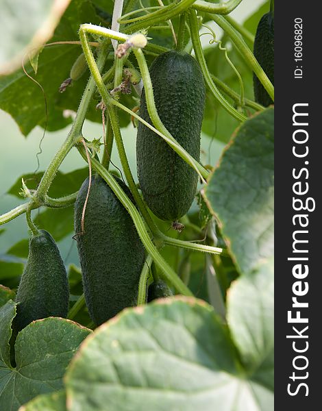 Organically grown cucumbers in greenhouse. Organic farming.