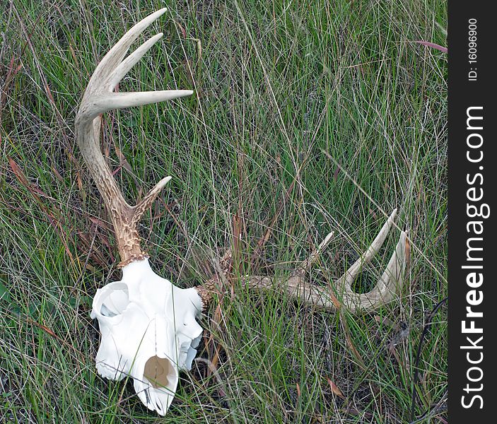 Whitetail Buck Skull and Rack Laying in the Grass