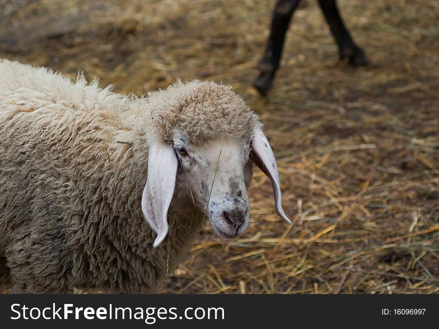 Face of a sheep on a farm in the mountains in summer