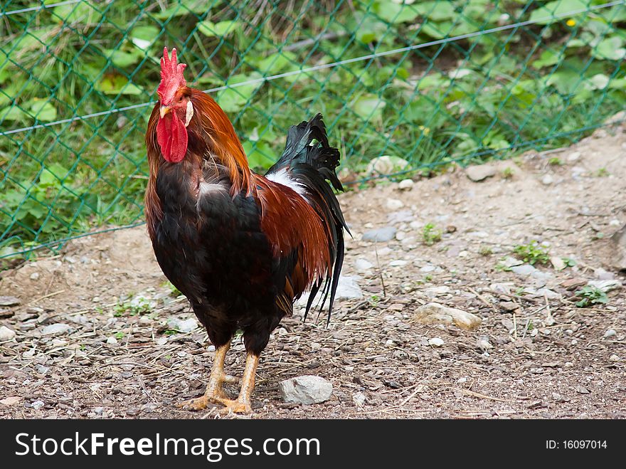 A chicken that runs to the yard of a farmhouse in the midst of earth and grass