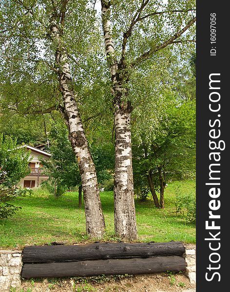 Two birch trees side by side as brothers with a trunk to the roots in a park. Two birch trees side by side as brothers with a trunk to the roots in a park