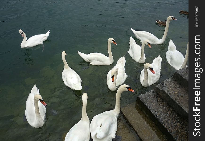 Shot of beautiful swans in Luzern Lake, Switzerland. Shot of beautiful swans in Luzern Lake, Switzerland.