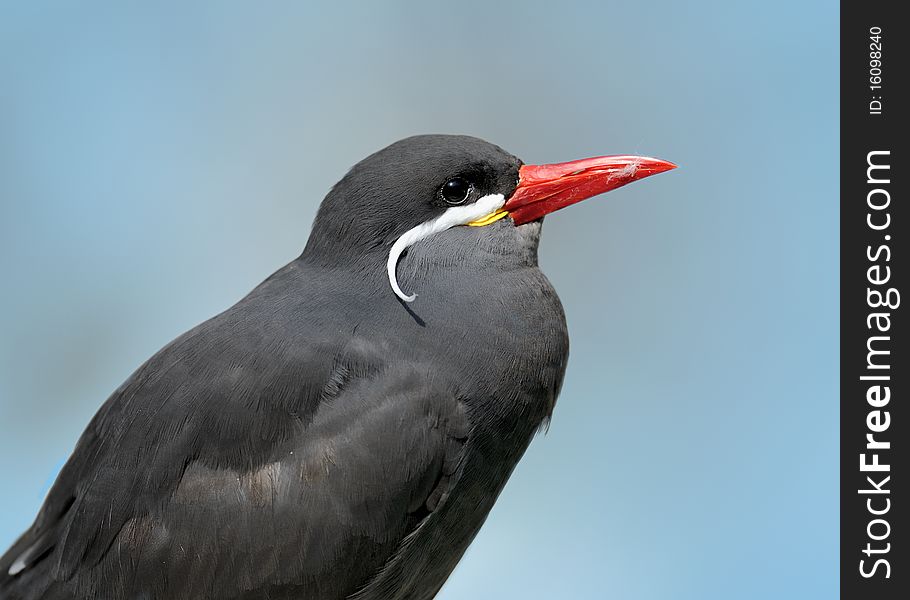 Closeup profile of an Inca Tern against blue background