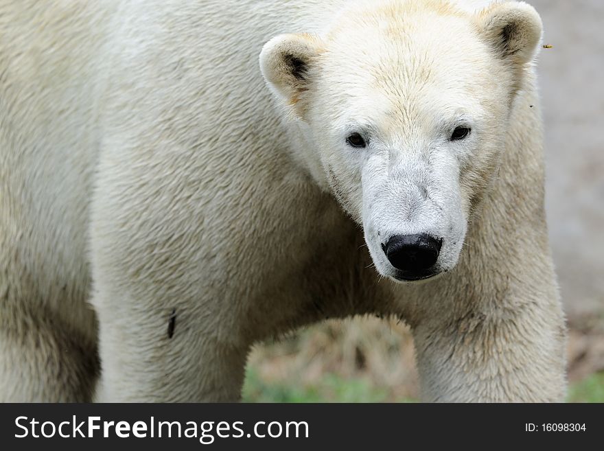 Closeup of a young male Polar Bear