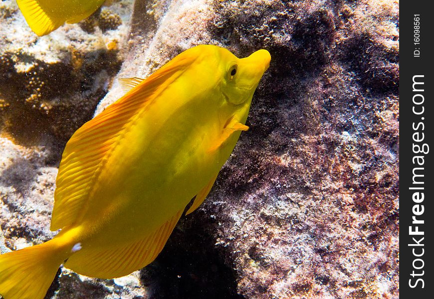 Yellow Tang Fish feeding on coral reef in Hawaii