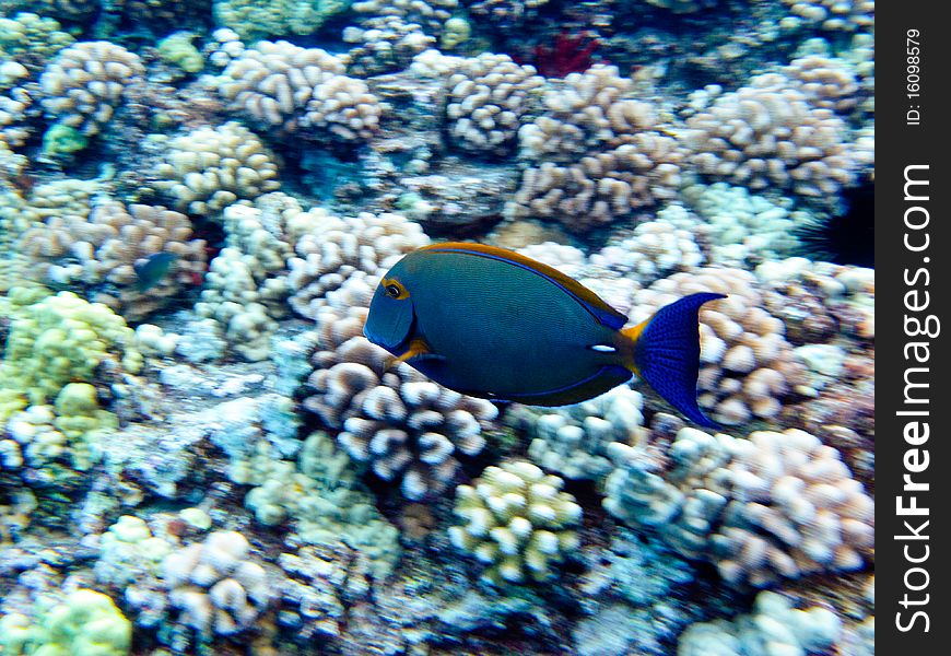 Blue Tang swimming fast over reef