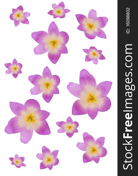 Beautiful violet flowers on a white background