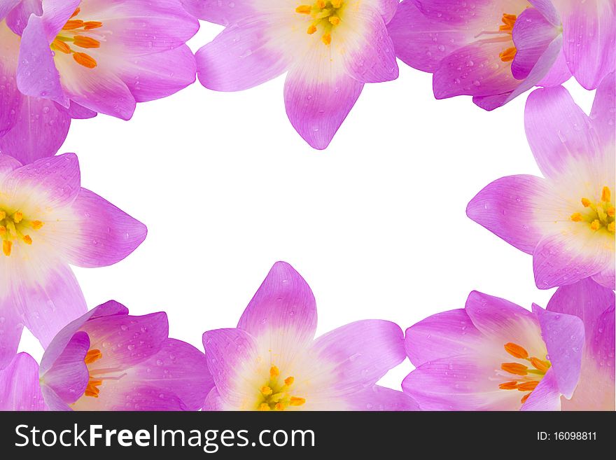 Beautiful violet flowers on a white background