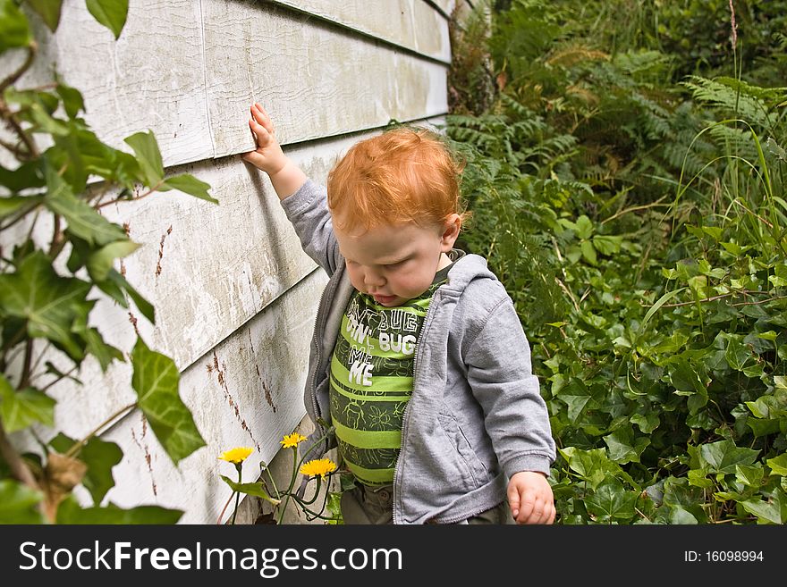 A little boy walking through the ivy and flowers behind a house. A little boy walking through the ivy and flowers behind a house.