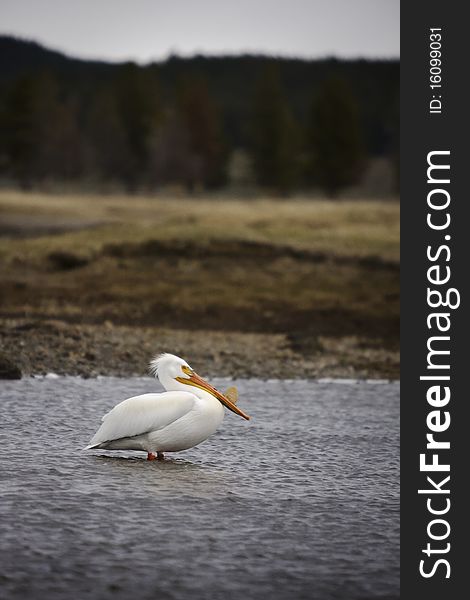 American Pelican's standing in river, Yellowstone National Park.