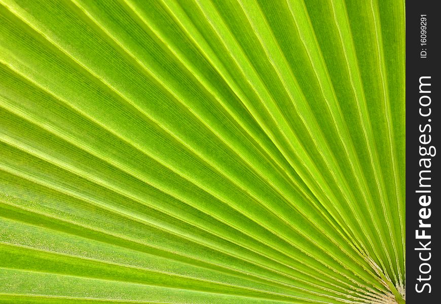 Green palm tree leaf as a background. Green palm tree leaf as a background