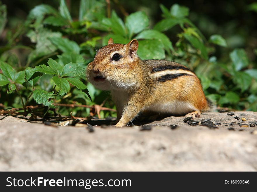 Eastern Chipmunk Tamias striatus feeding on seeds in morning sun