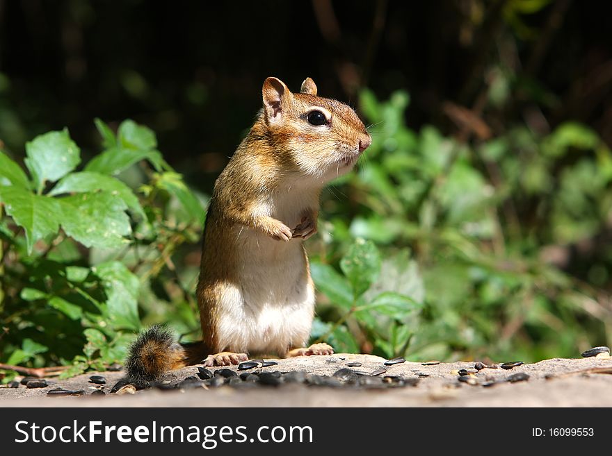 Eastern Chipmunk