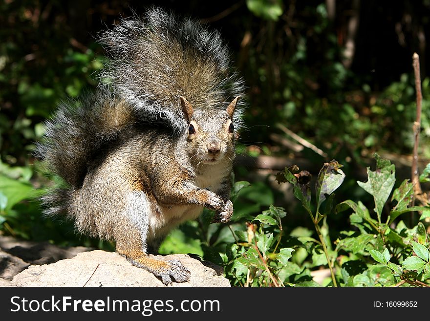 Eastern Gray Squirrel standing on rock on morning sun