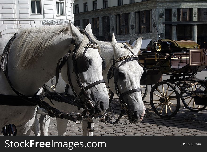 Angled view of horses with luxurious carriage,  Vienna, Austria. Angled view of horses with luxurious carriage,  Vienna, Austria.