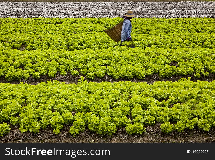 The green lettuce fresh vegetables. The green lettuce fresh vegetables