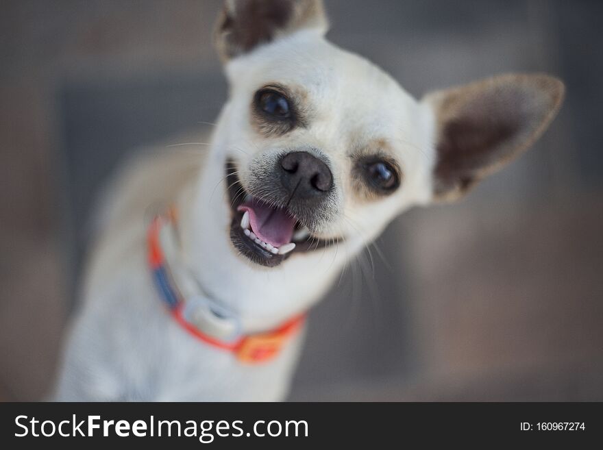 Portrait of a chihuahua with blurred background