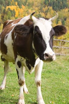 Curious Cow On Rustic Background Royalty Free Stock Image Curious Cow On Rustic Background Royalty Free Stock Image