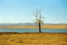 Single Tree Near Lake Royalty Free Stock Photography Single Tree Near Lake Royalty Free Stock Photography