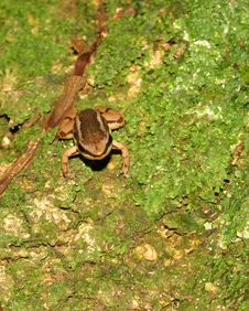Dart Frog On Leaf In Panama, Central America Stock Image