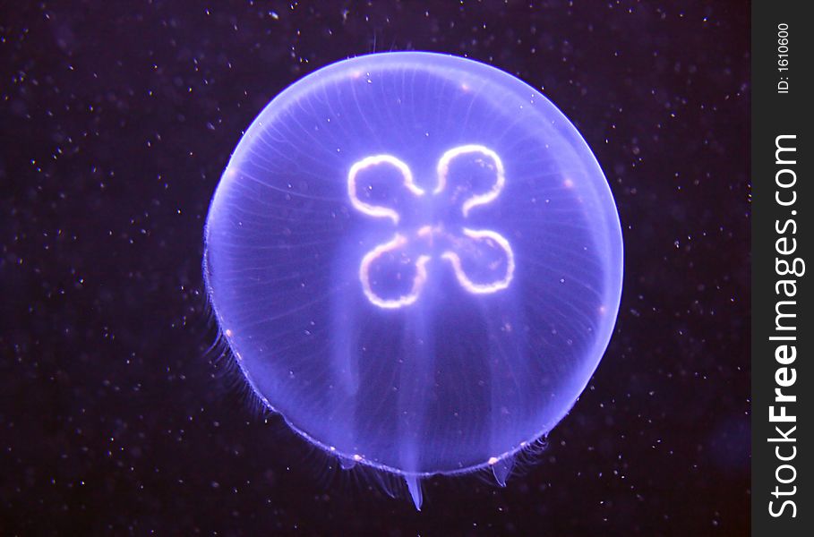 Portrait of a Fluorescent Jellyfish. Portrait of a Fluorescent Jellyfish