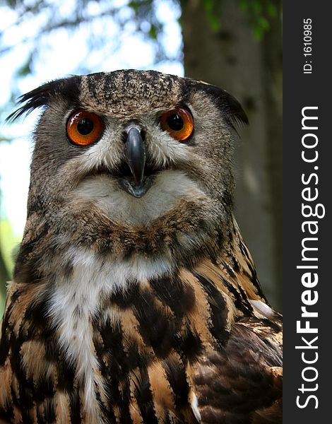 Portrait of owl in czech ZOO