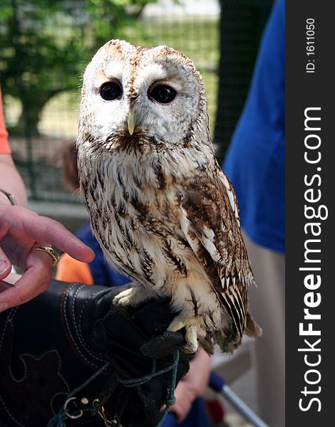 Portrait of owl in czech zoo