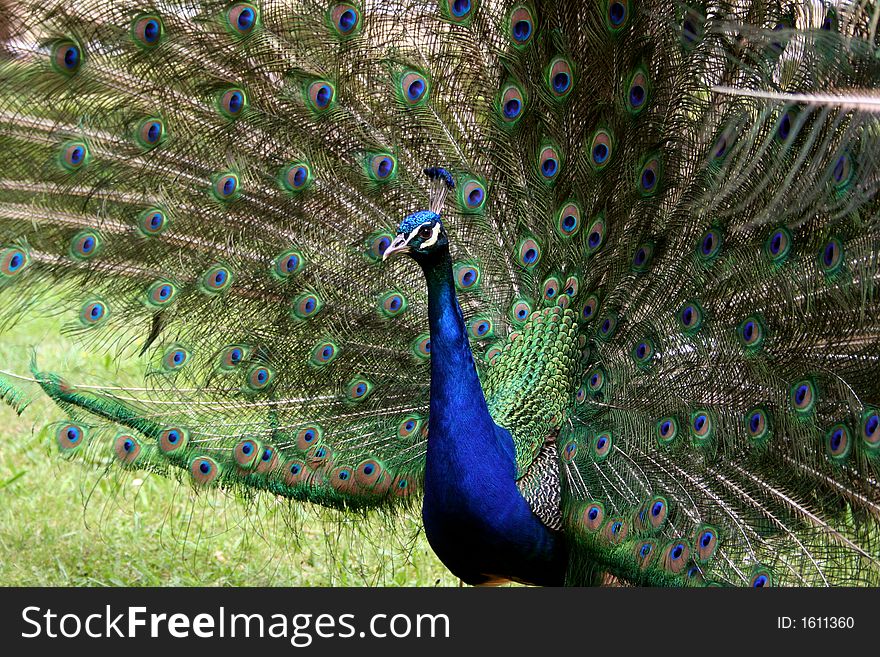 Pretty peacock in the garden