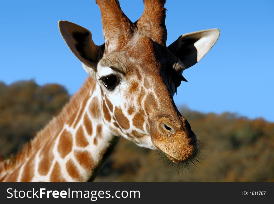 A great closeup of this African Giraffe. A great closeup of this African Giraffe