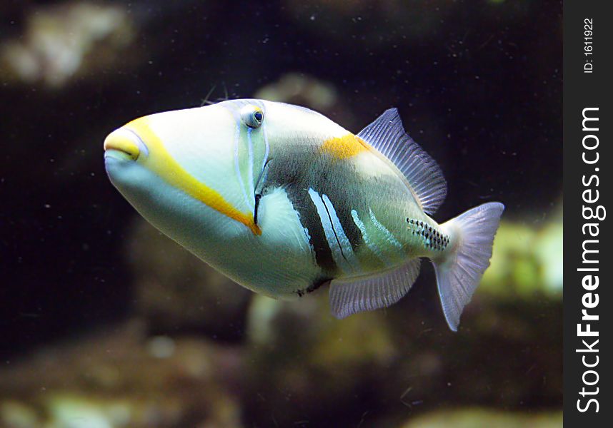 Portrait of Nice Picasso Triggerfish. Portrait of Nice Picasso Triggerfish