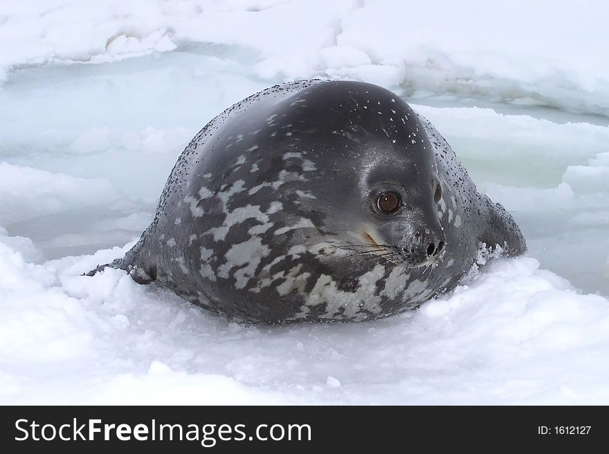 Sealion in icehole (see more in portfolio)