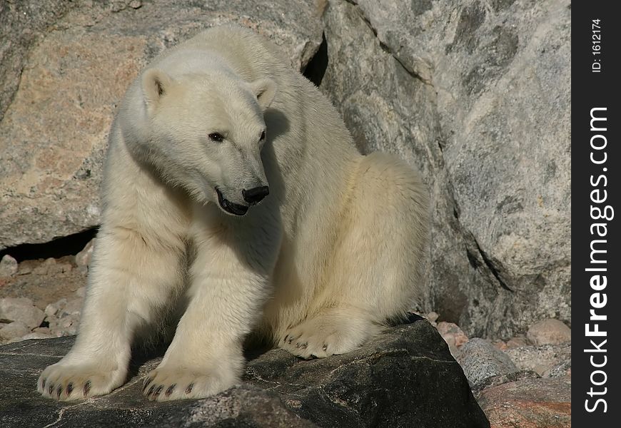 Polar bear (see my portfolio)